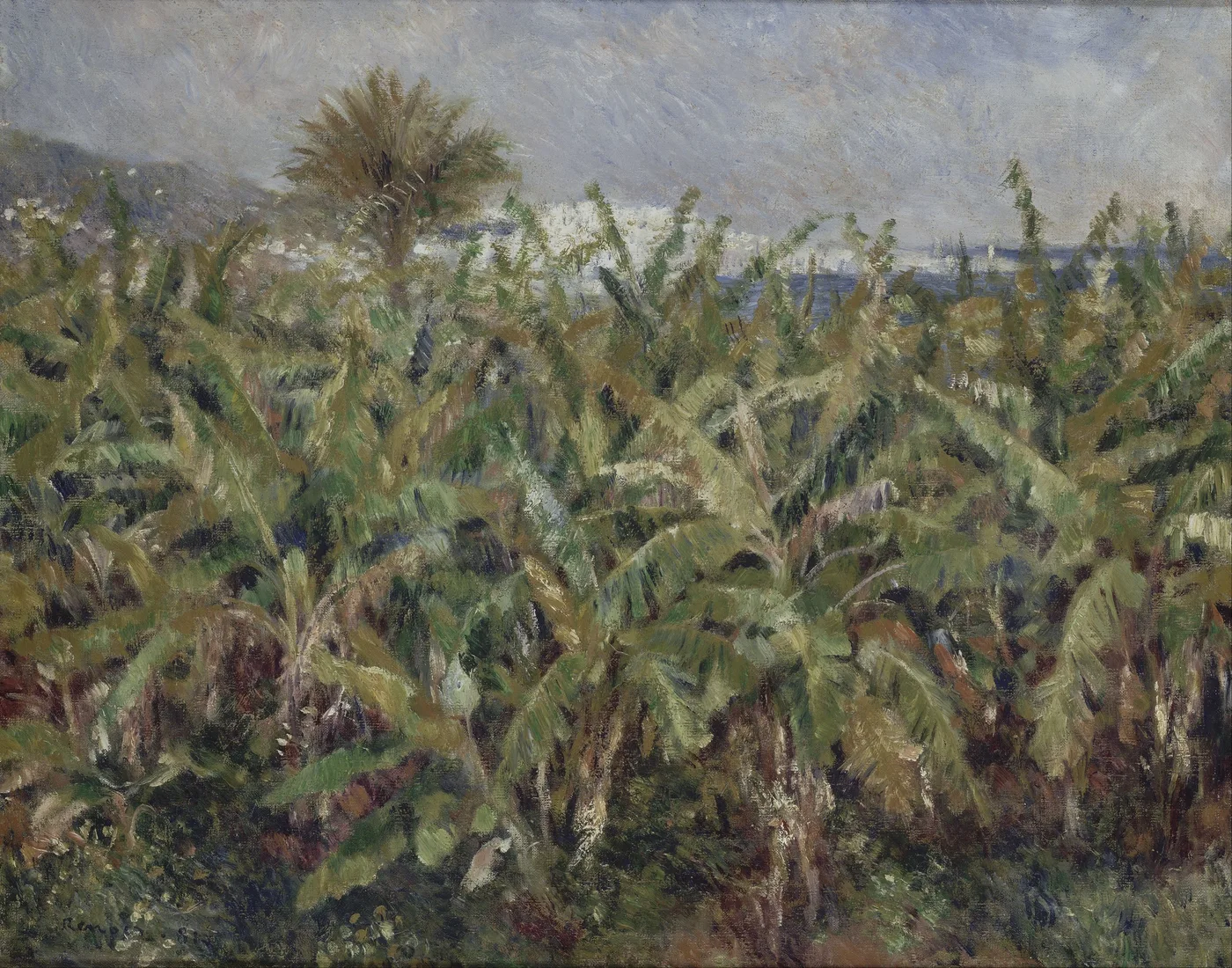 A dense field of banana trees with a palm rising above the leaves and white coastal buildings visible beyond the sea, in green, brown and grey